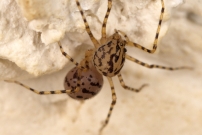La Scytie ou l'Araigne cracheuse. Une femelle (Araneae - Scytodidae - Scytodes thoracica)